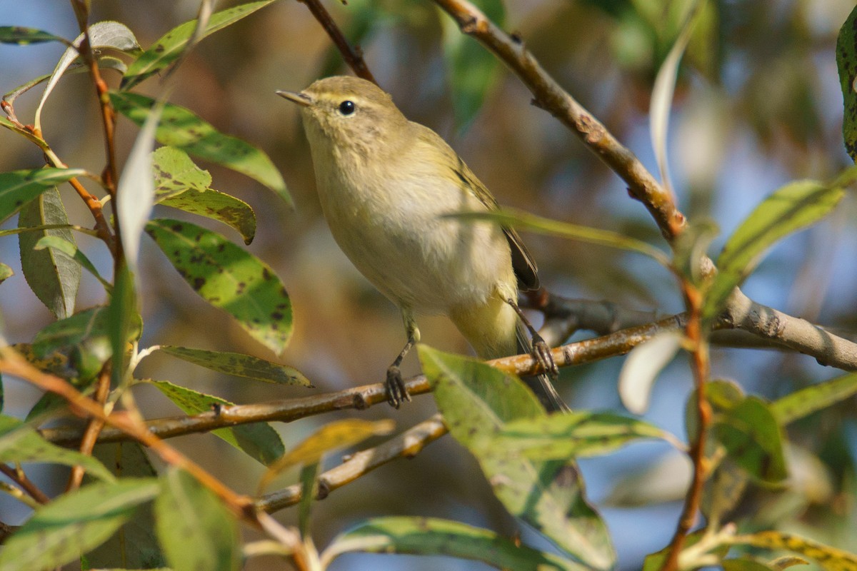 Common Chiffchaff - ML645541741