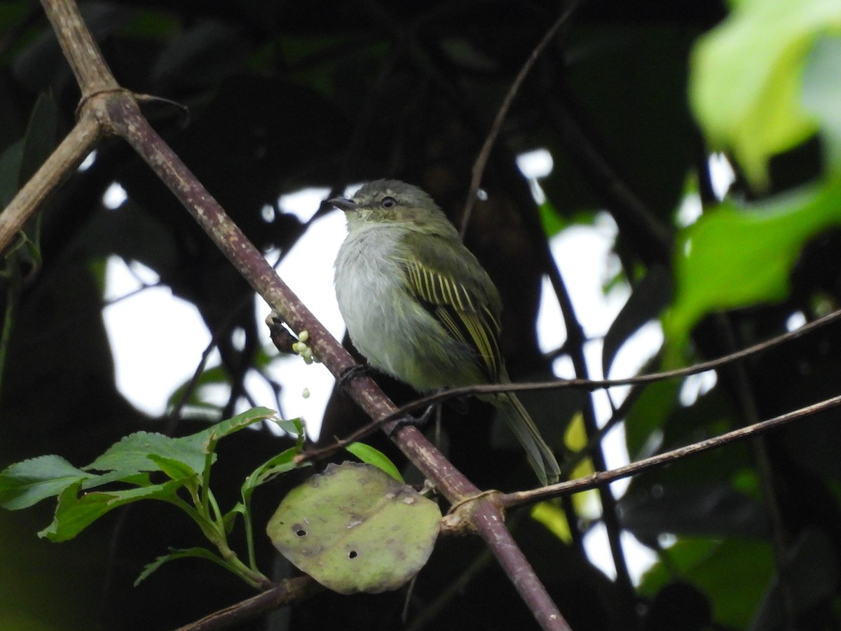 Mistletoe Tyrannulet - ML645541744