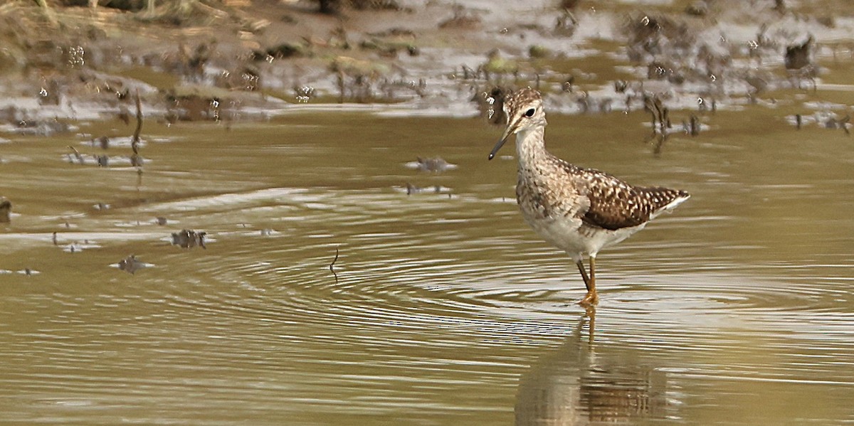 vodouš bahenní - ML645541746
