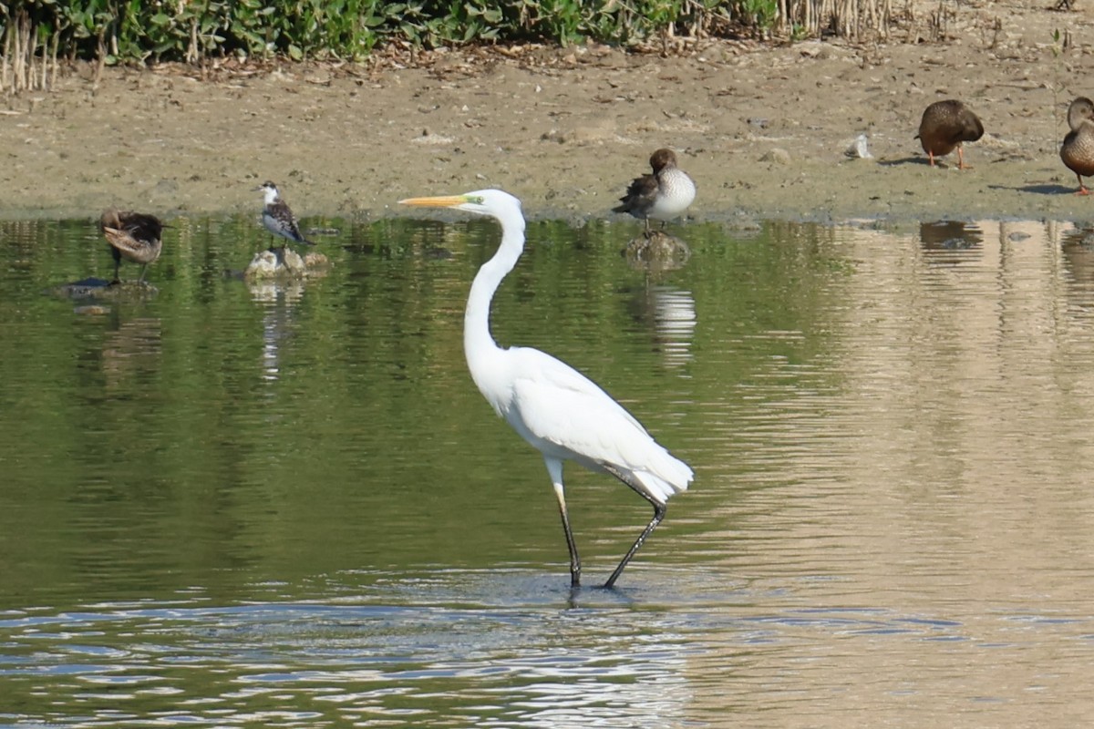Yellow-billed/Medium Egret - ML645541754
