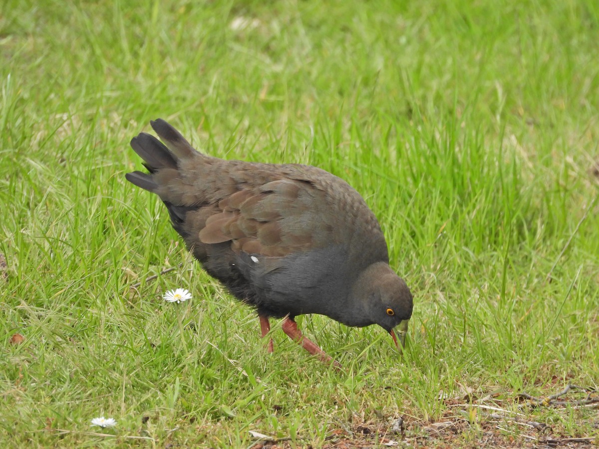 オグロバン - ML645541755