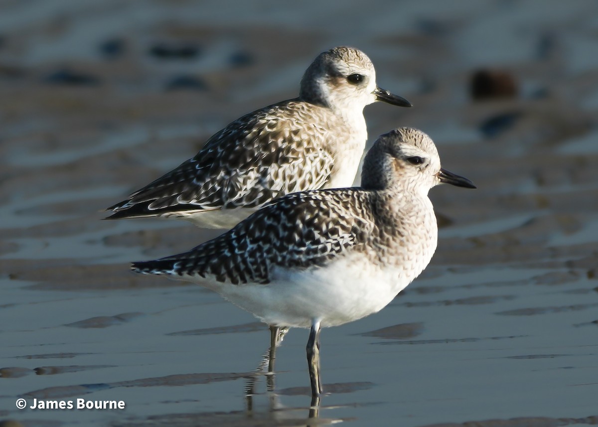 Chorlito Gris - ML645541759
