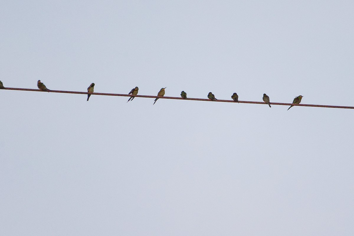 Blue-cheeked Bee-eater - ML645541760