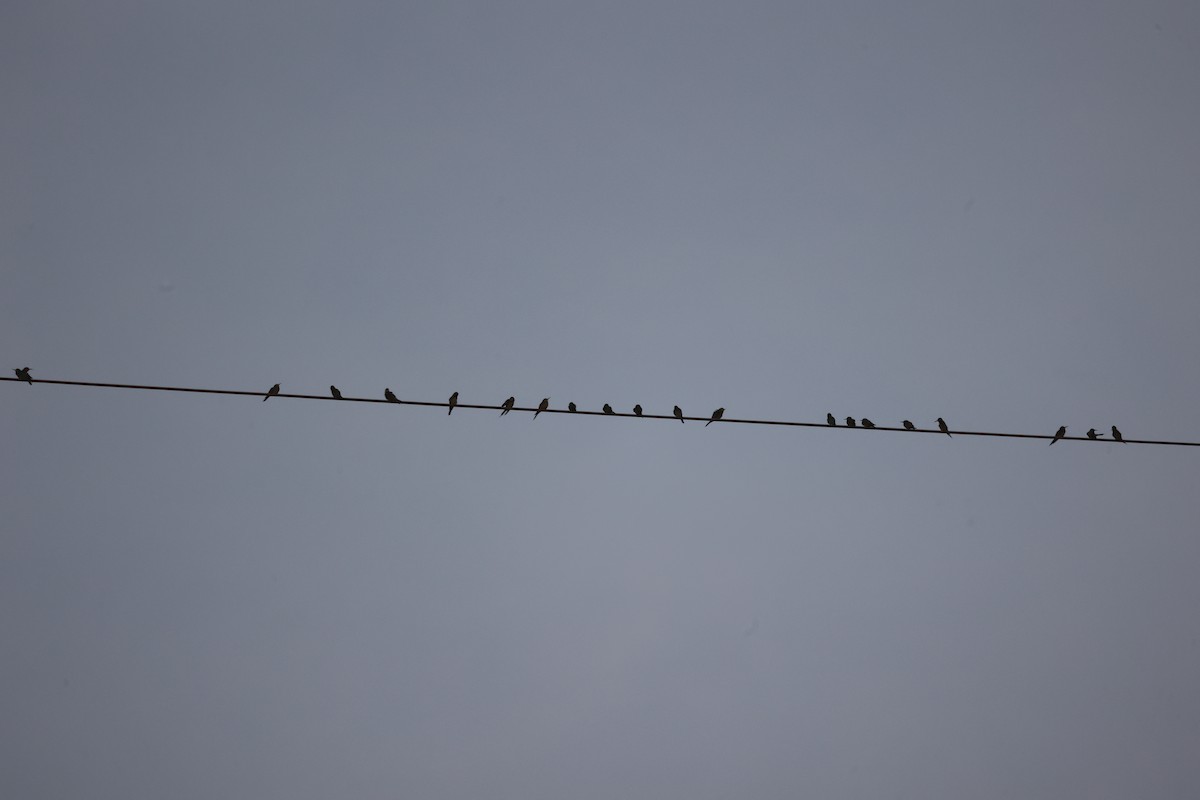 Blue-cheeked Bee-eater - ML645541761