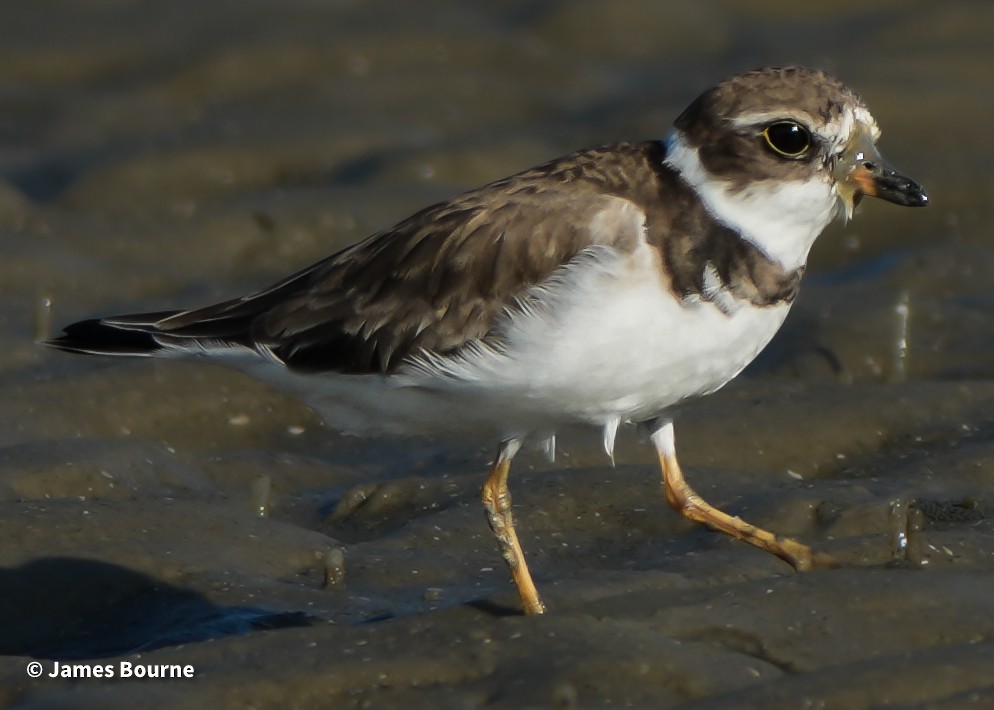 Semipalmated Plover - ML645541762