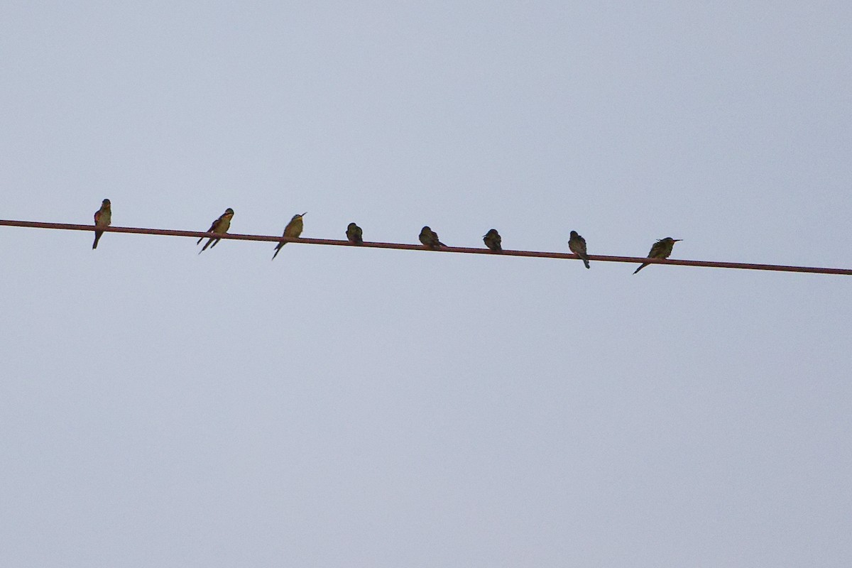 Blue-cheeked Bee-eater - ML645541763