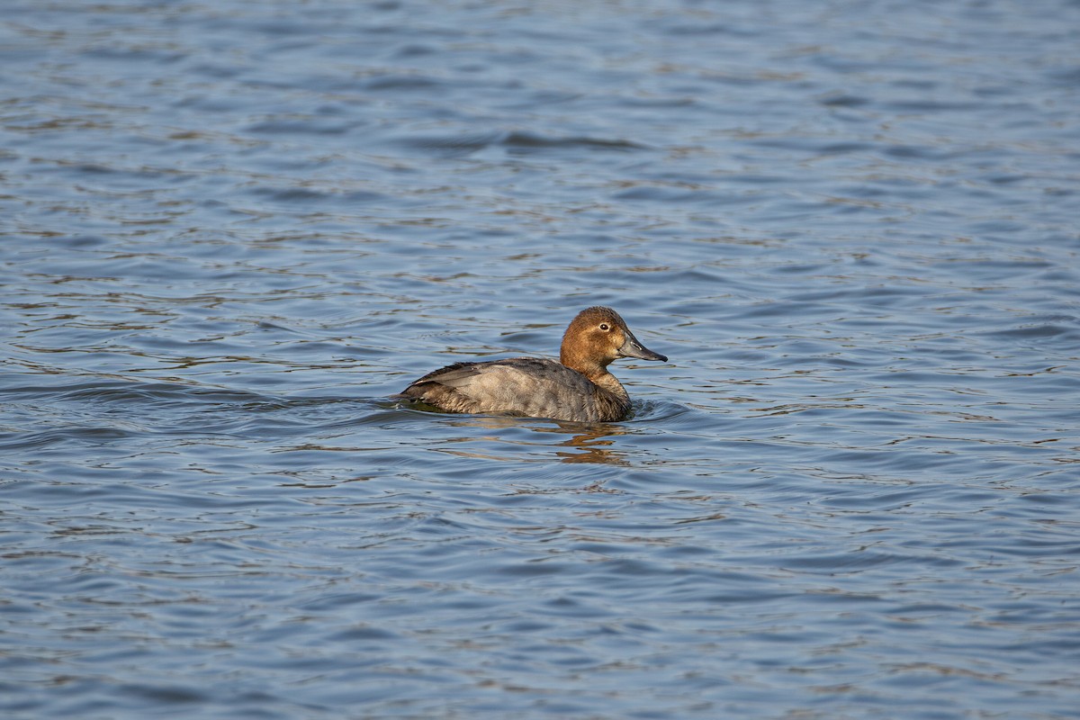 Common Pochard - ML645541764