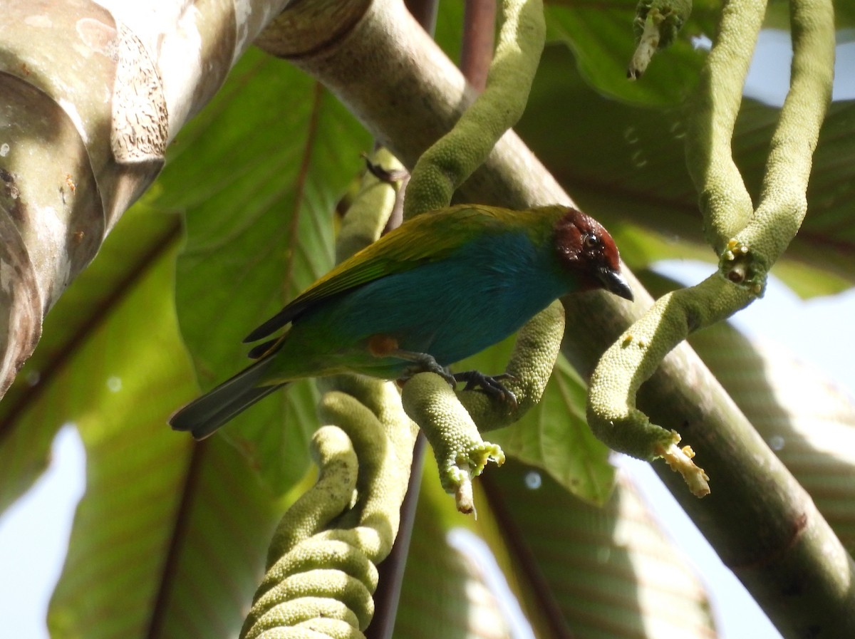 チャガシラフウキンチョウ - ML645541766