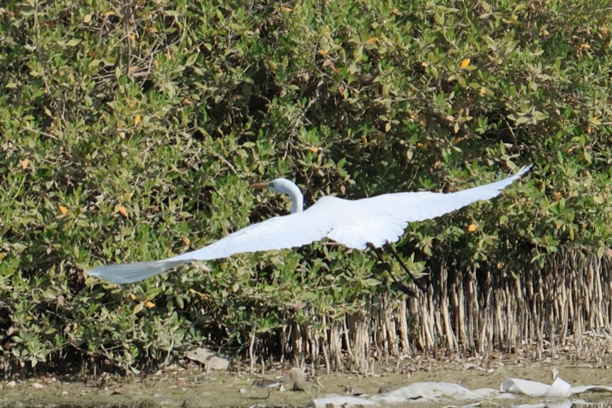 Yellow-billed/Medium Egret - ML645541767