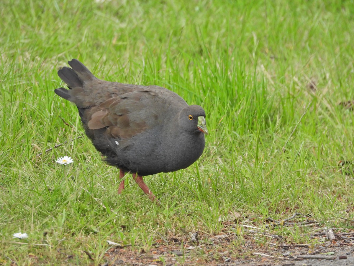 オグロバン - ML645541772