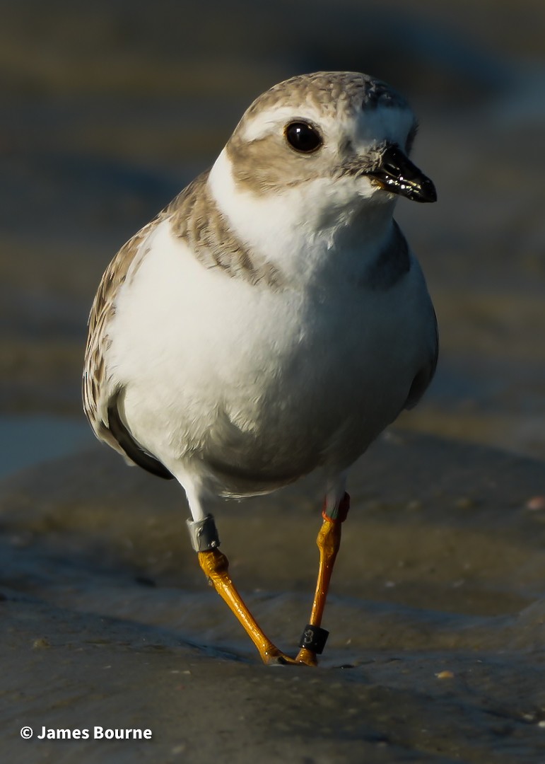 フエコチドリ - ML645541773