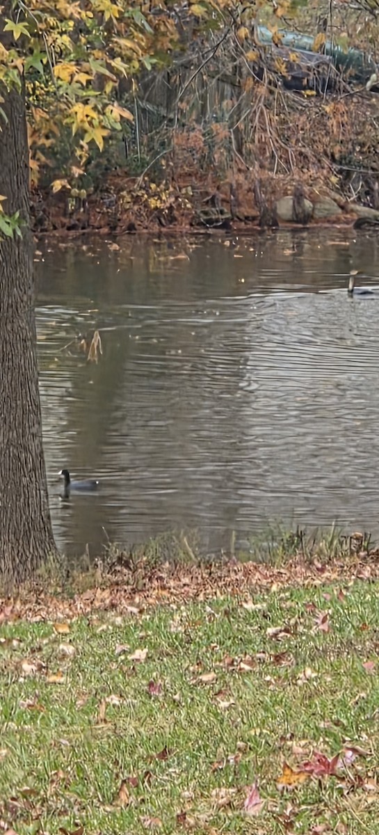 アメリカオオバン - ML645541775