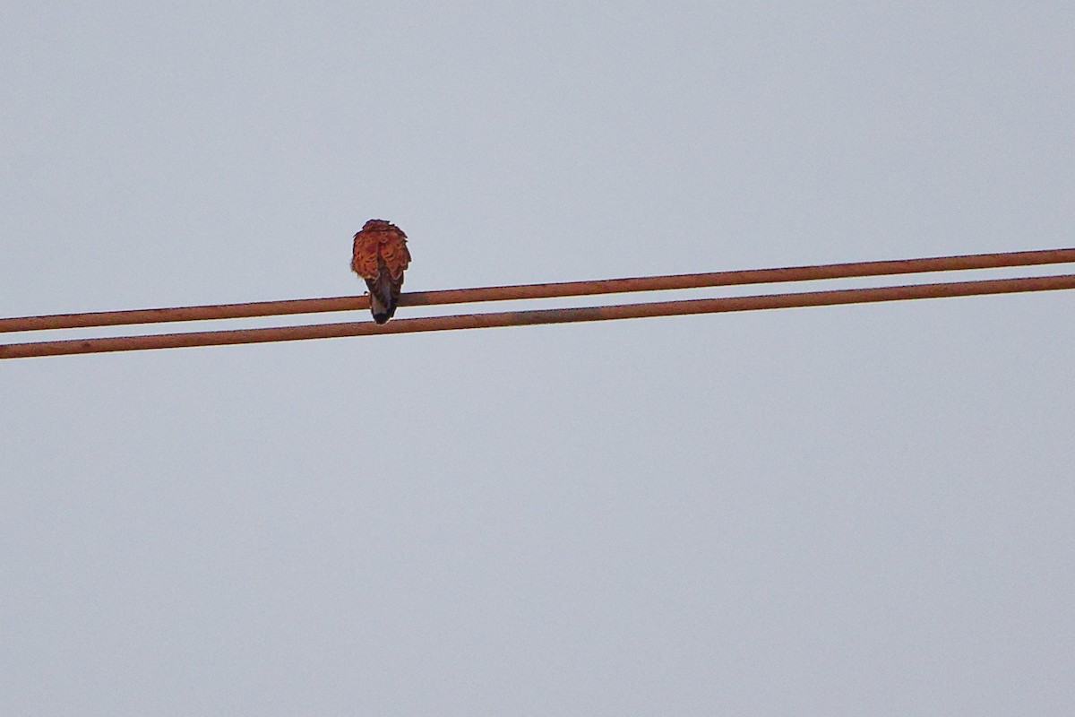 チョウゲンボウ - ML645541776