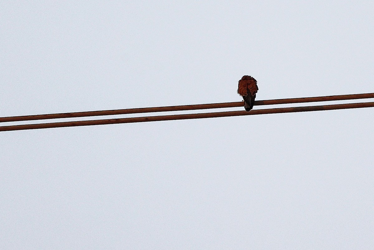 チョウゲンボウ - ML645541781