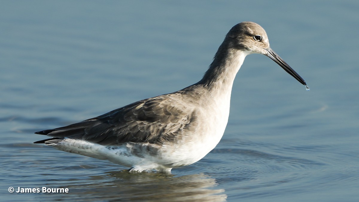 ハジロオオシギ - ML645541782