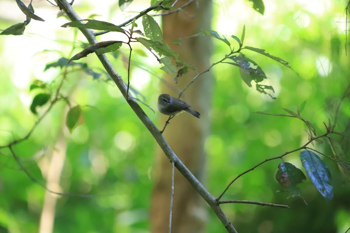 チャイロセンニョムシクイ - ML645541783