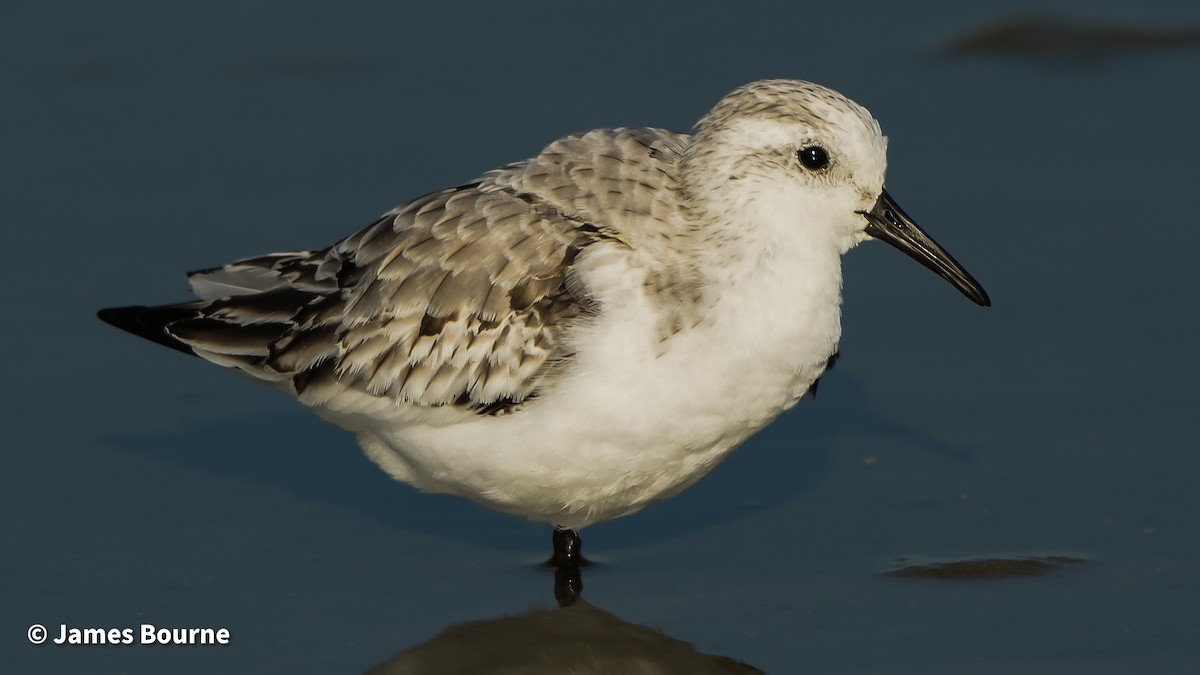 ミユビシギ - ML645541784