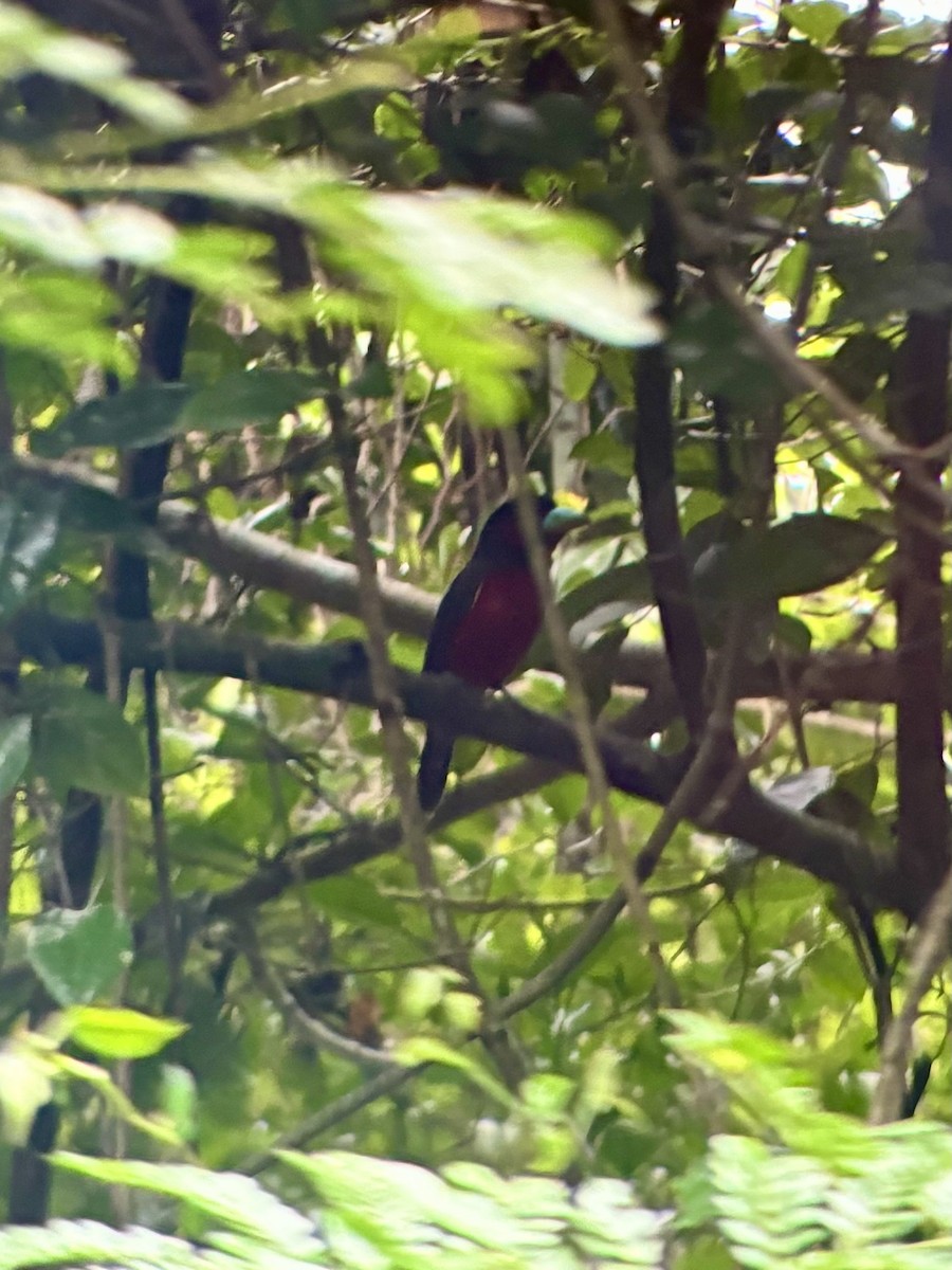 クロアカヒロハシ - ML645541785