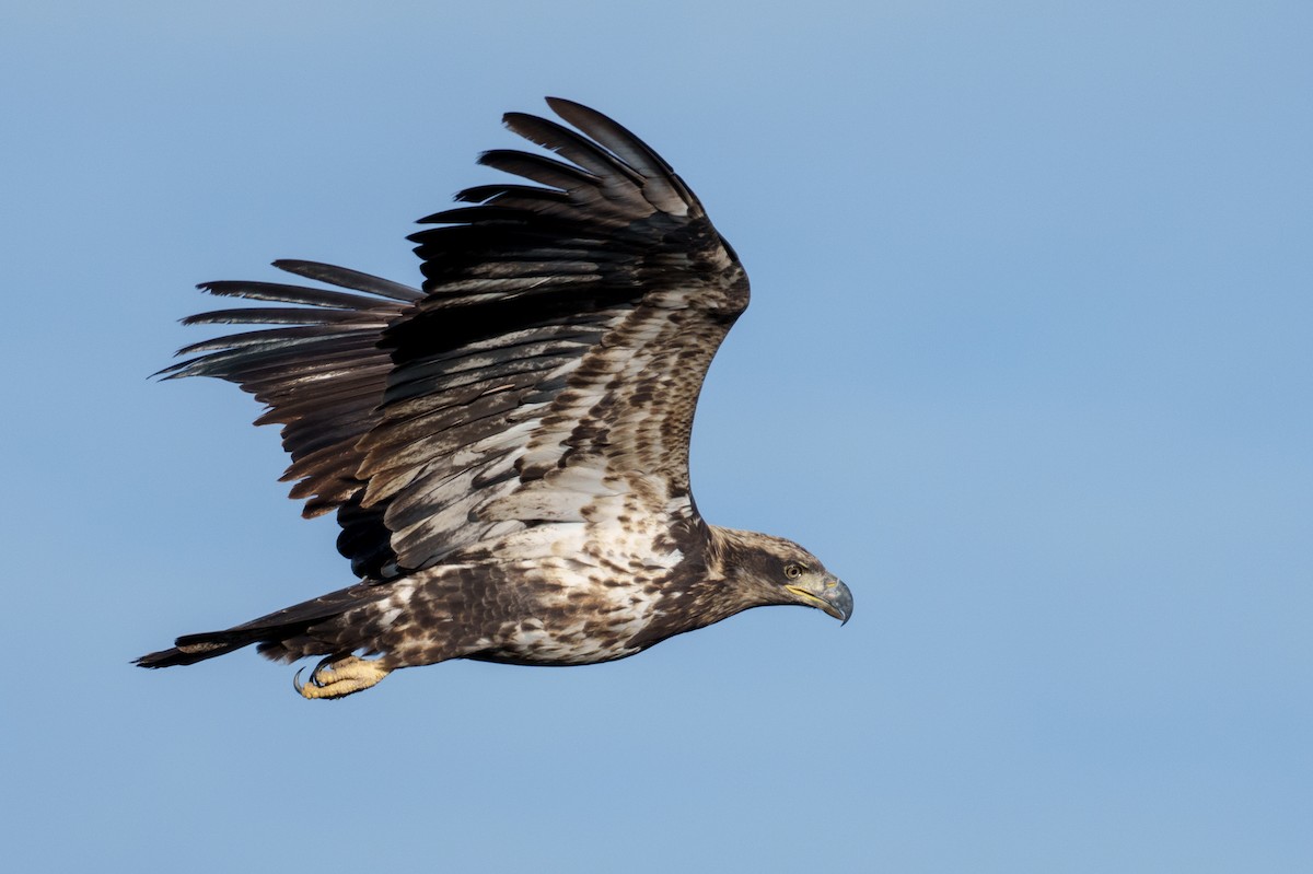 ハクトウワシ - ML645541786