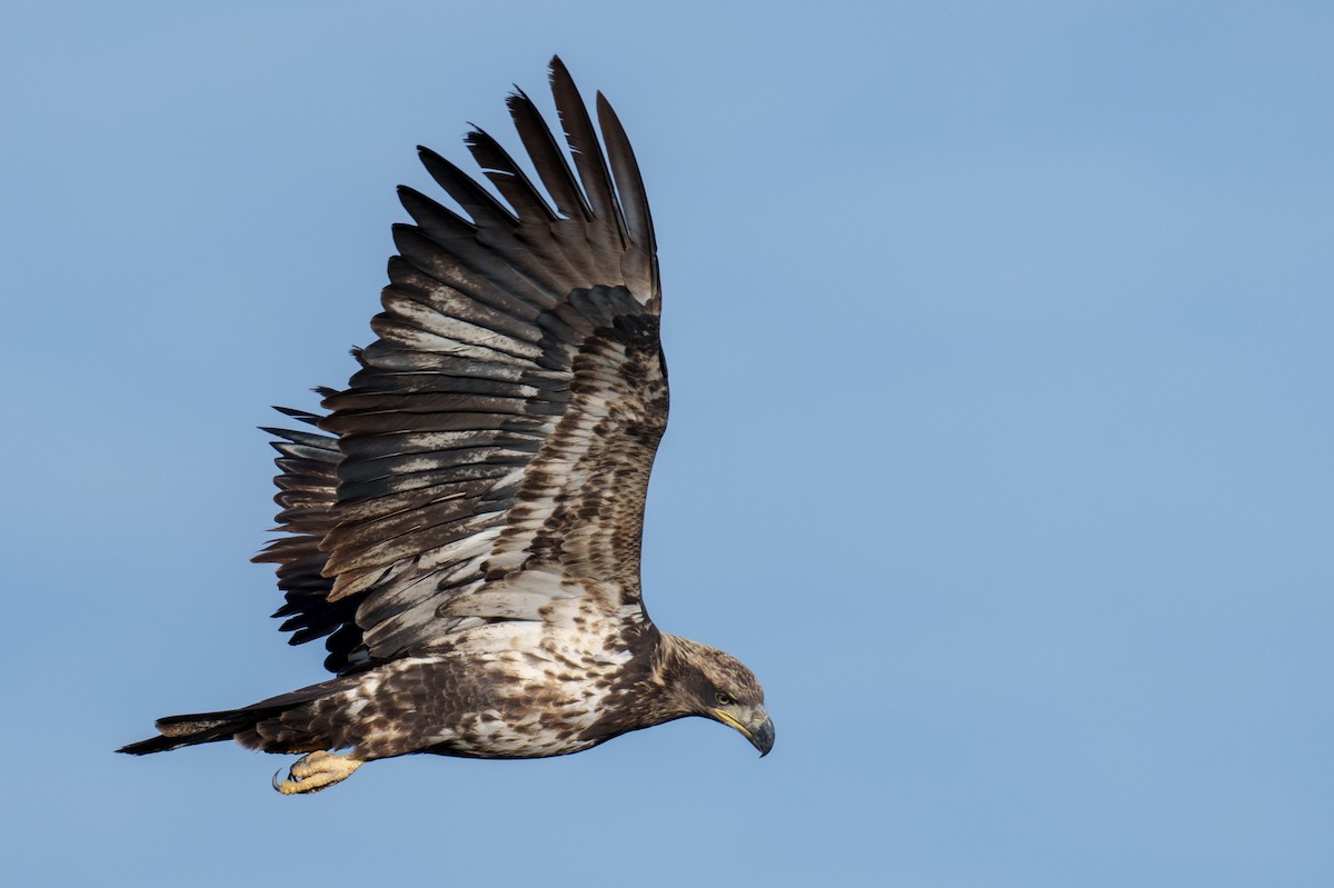 ハクトウワシ - ML645541787