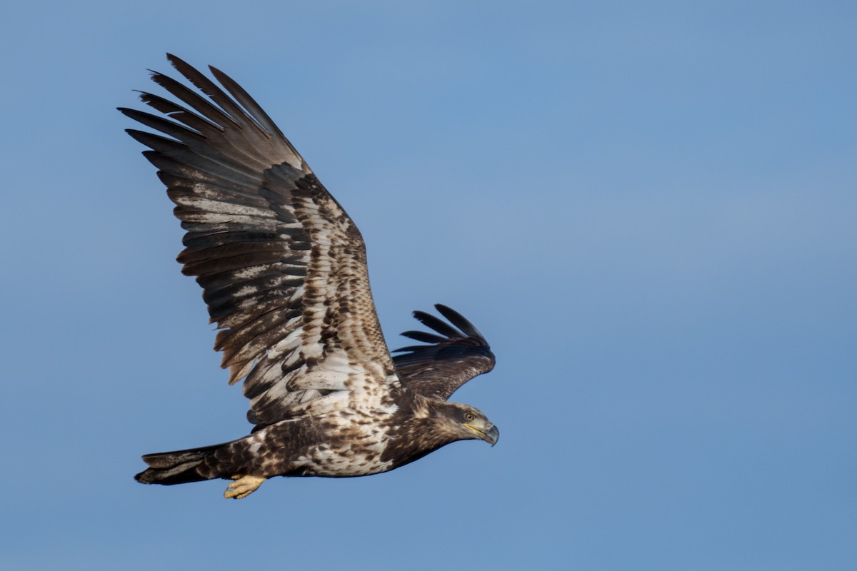 ハクトウワシ - ML645541788