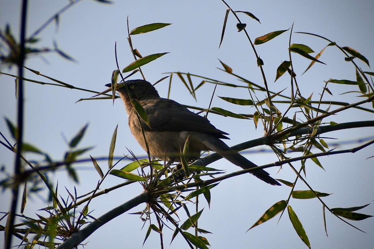 オジロヤブチメドリ - ML645541789