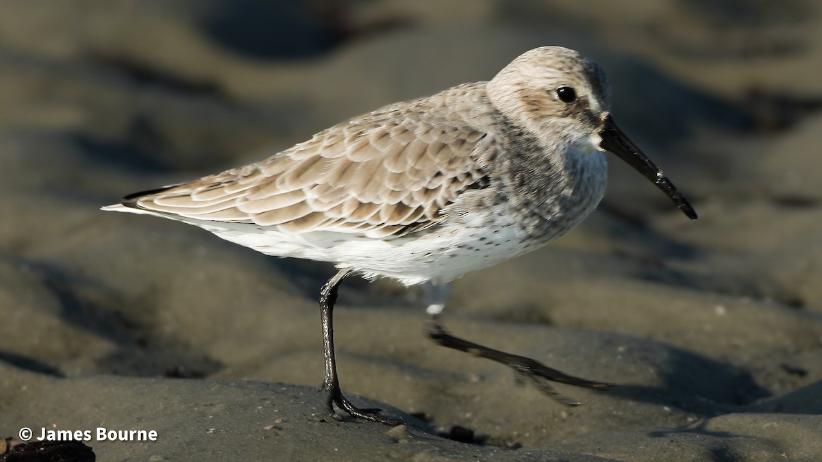 ハマシギ - ML645541790