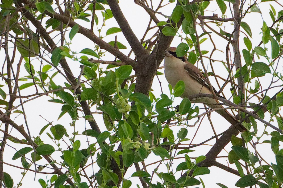 モウコアカモズ - ML645541792