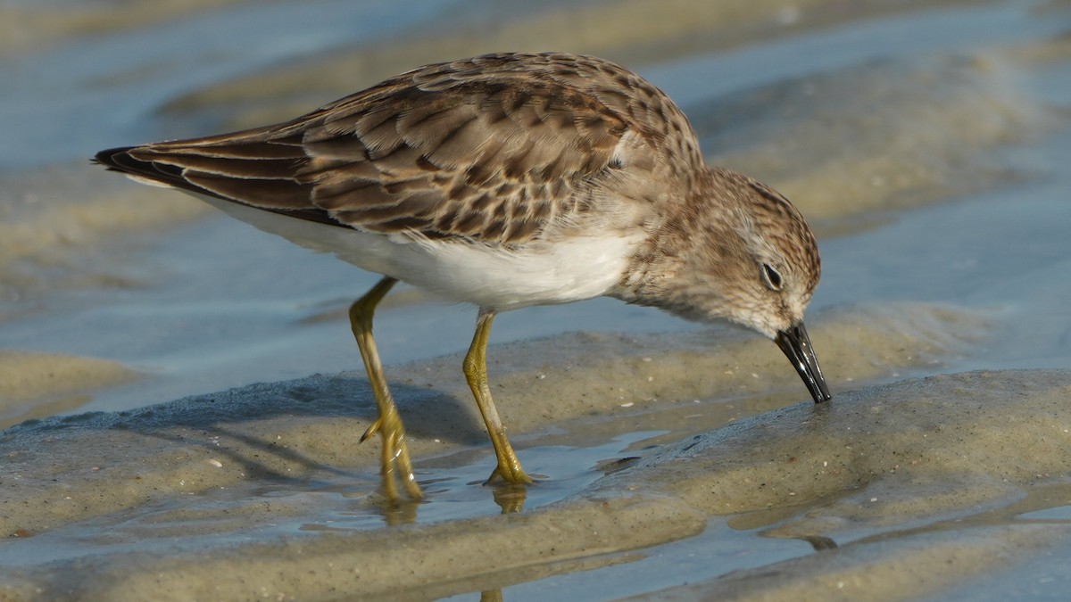 アメリカヒバリシギ - ML645541793