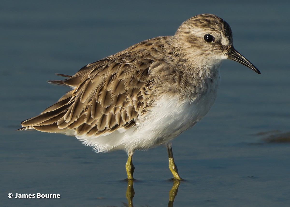 アメリカヒバリシギ - ML645541794