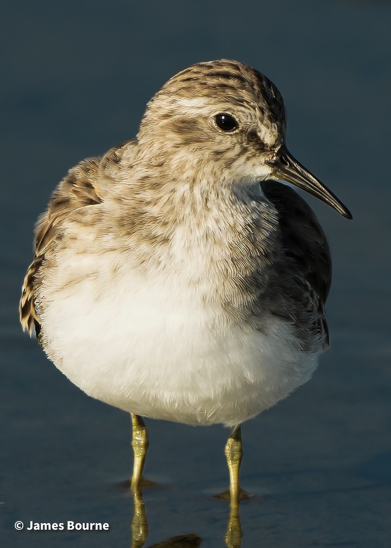 アメリカヒバリシギ - ML645541795