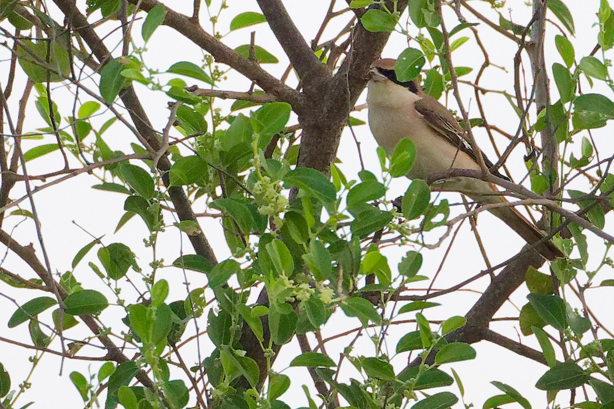 モウコアカモズ - ML645541796