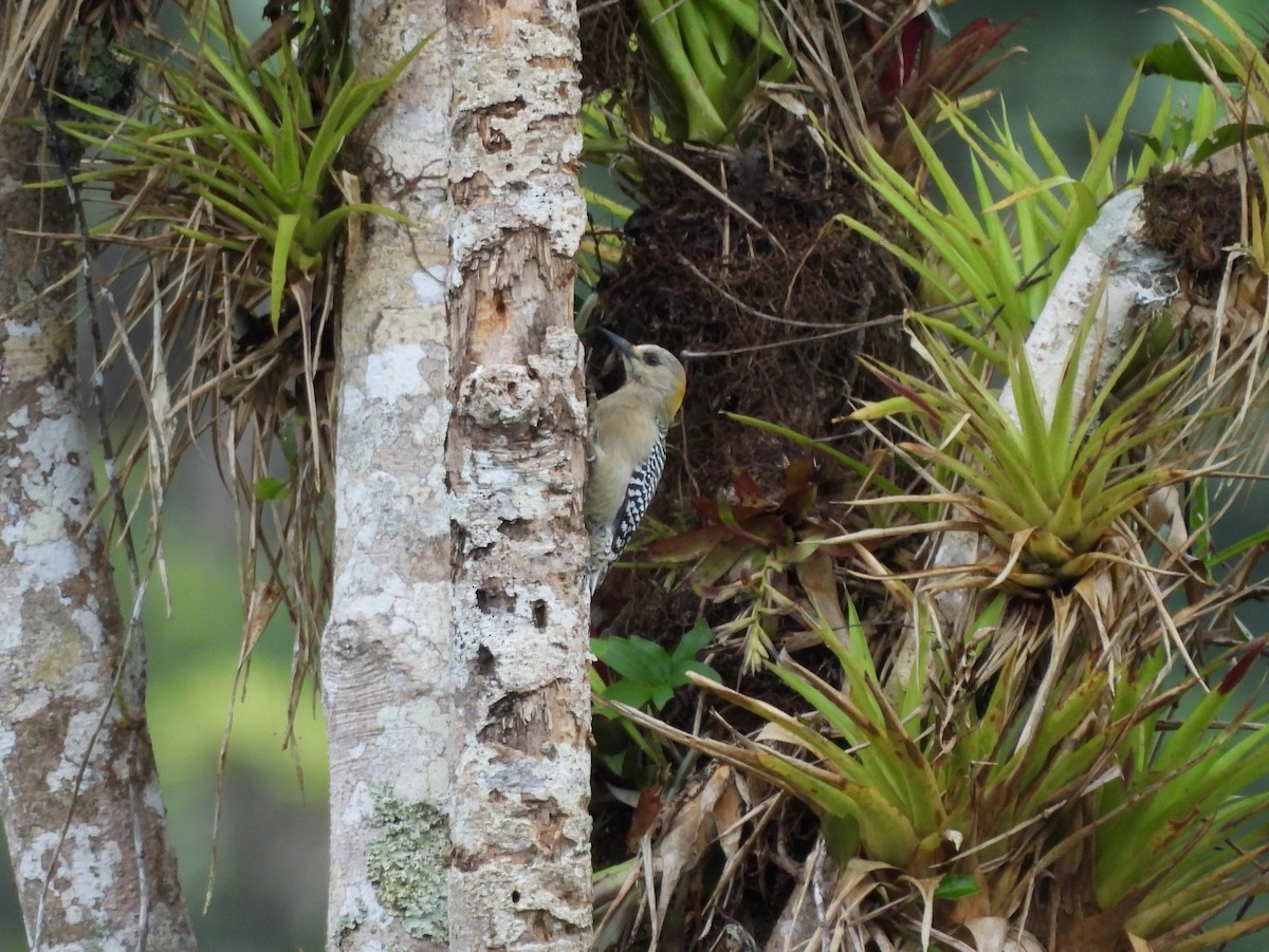 コスタリカキビタイシマセゲラ - ML645541797