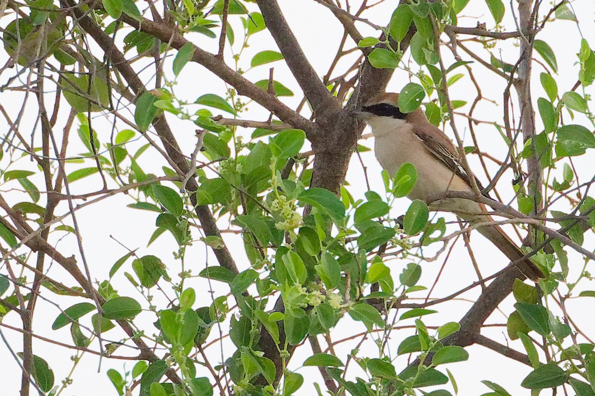 モウコアカモズ - ML645541798