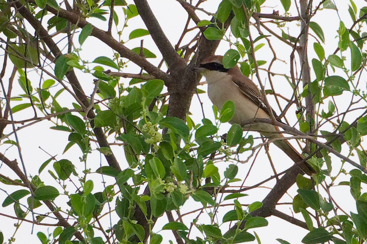 モウコアカモズ - ML645541800