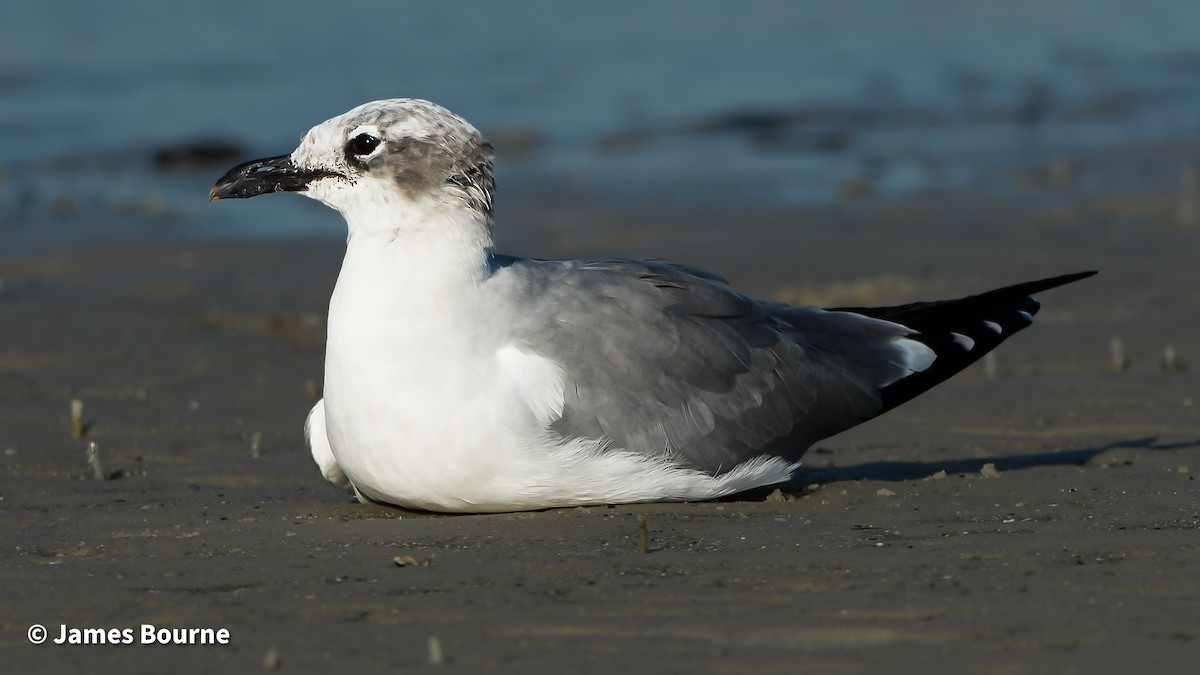 ワライカモメ - ML645541801