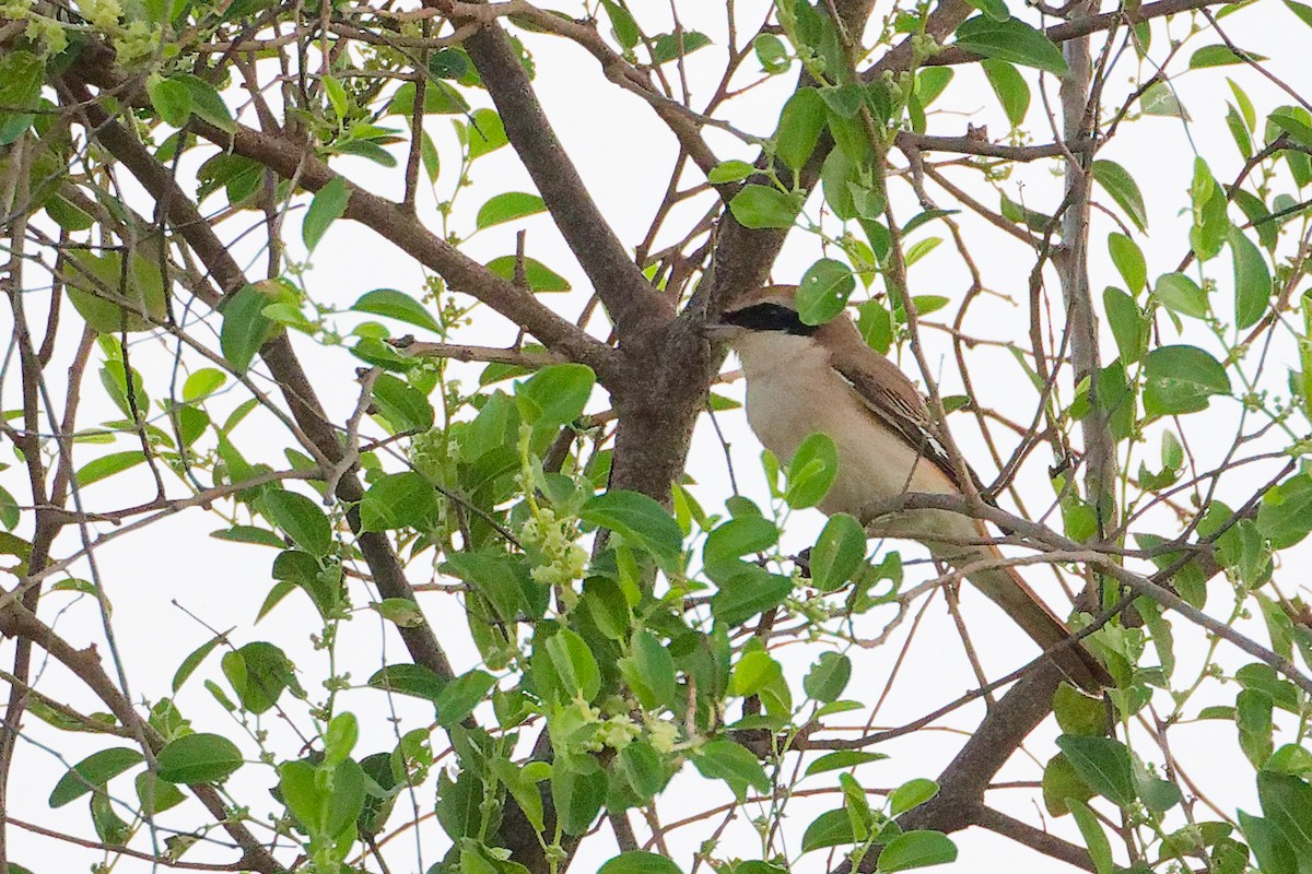 モウコアカモズ - ML645541802