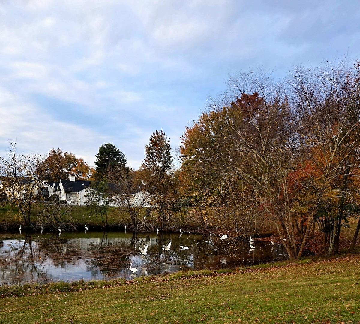 ダイサギ - ML645541804