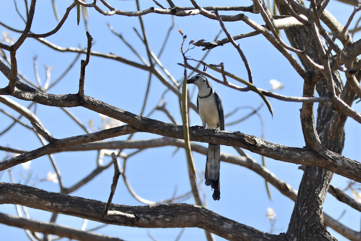 カンムリサンジャク - ML645541805