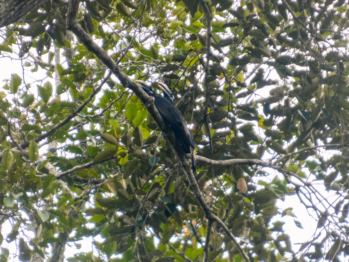 Bushy-crested Hornbill - ML645541810