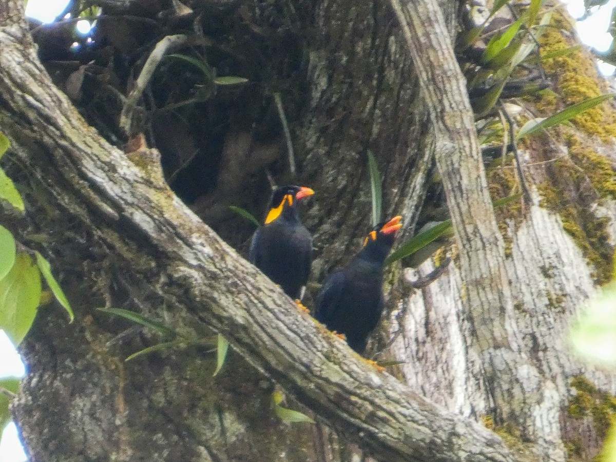 Common Hill Myna - ML645541813