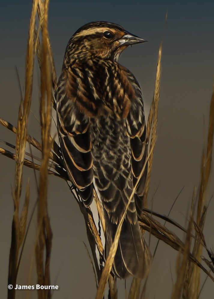 Red-winged Blackbird - ML645541816