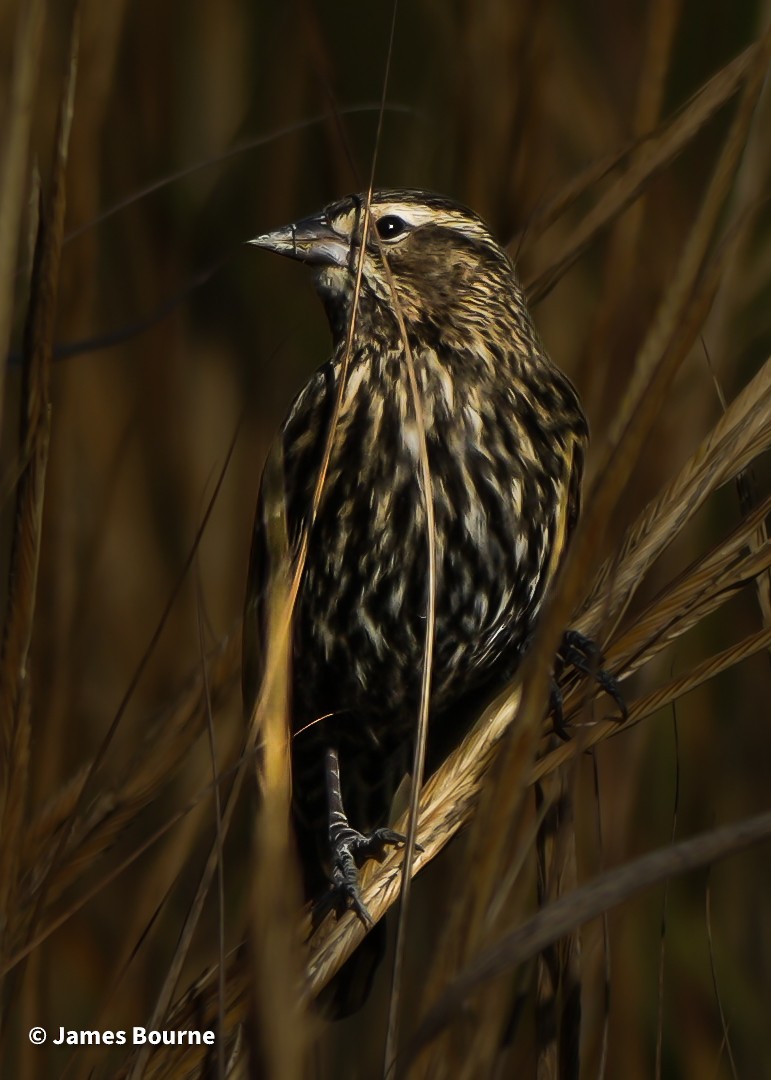 Red-winged Blackbird - ML645541817
