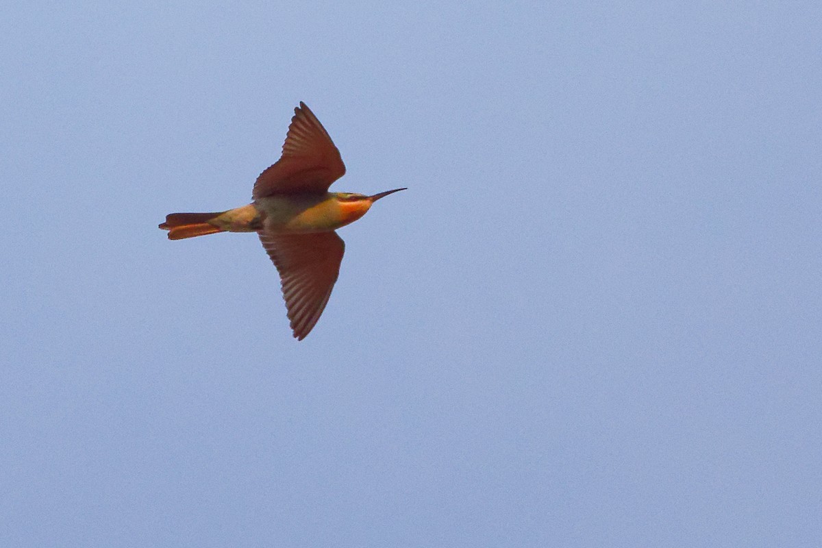 Blue-cheeked Bee-eater - ML645541820