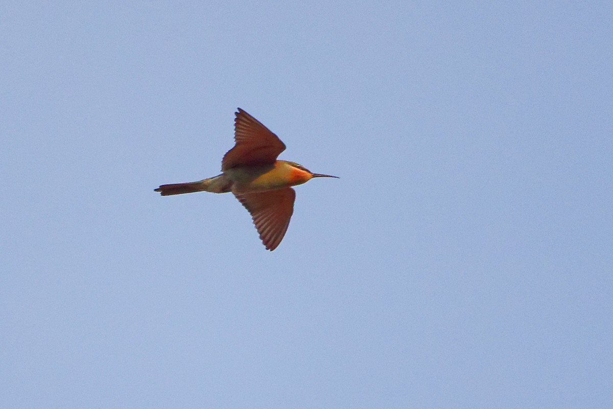 Blue-cheeked Bee-eater - ML645541821