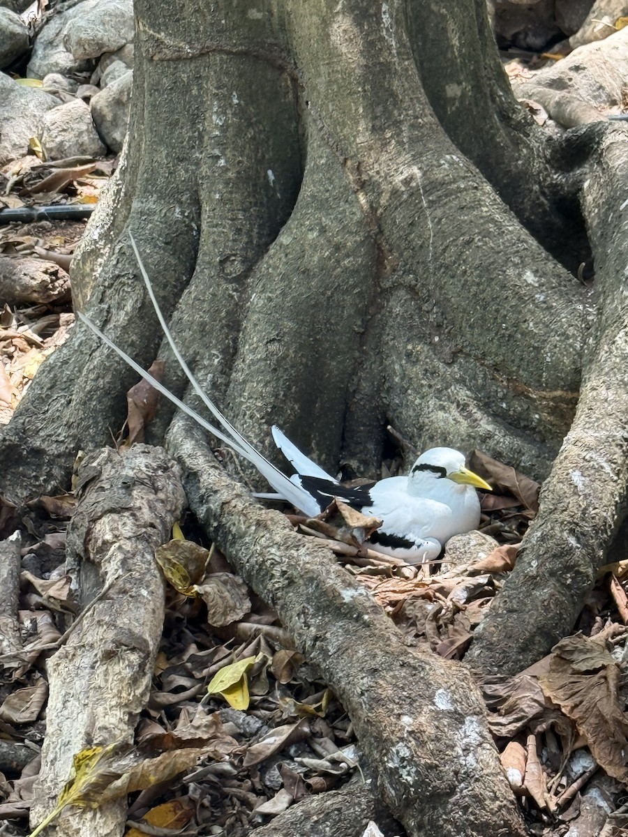 White-tailed Tropicbird - ML645541822