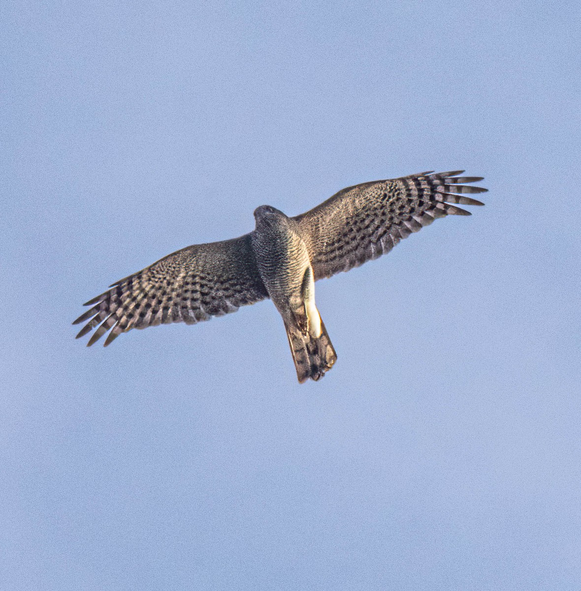 Eurasian Sparrowhawk - ML645541826