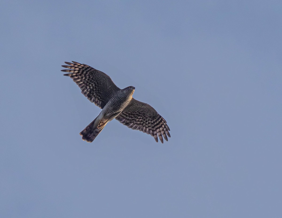 Eurasian Sparrowhawk - ML645541827