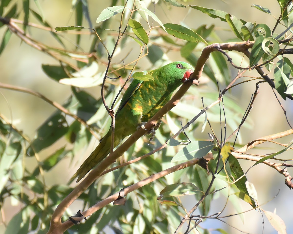 Scaly-breasted Lorikeet - ML645541832