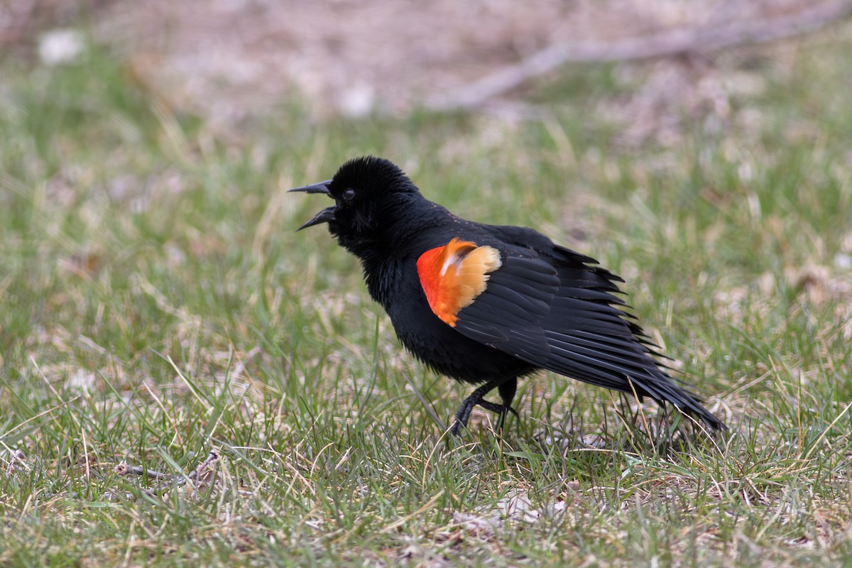 Red-winged Blackbird - ML645541835